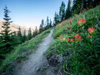 Hiking the north Wilcox Pass Trail from Tangle Falls.