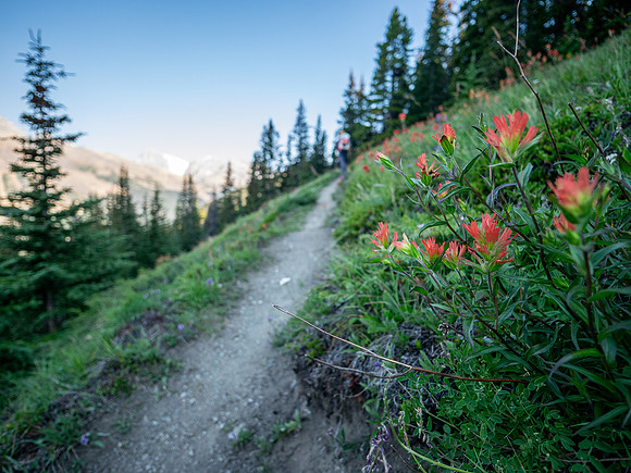 Hiking the north Wilcox Pass Trail from Tangle Falls.