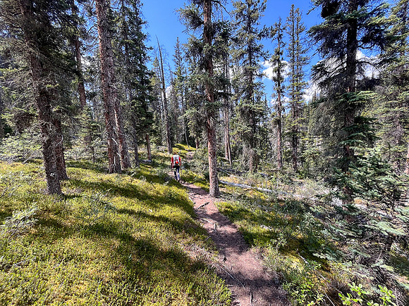 Hiking the north route from Wilcox Lake / Pass to Tangle Falls.