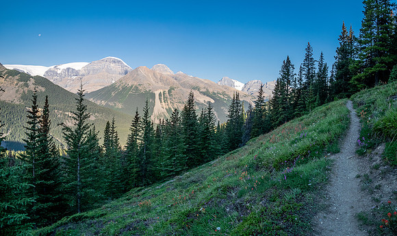 Hiking the north Wilcox Pass Trail from Tangle Falls.