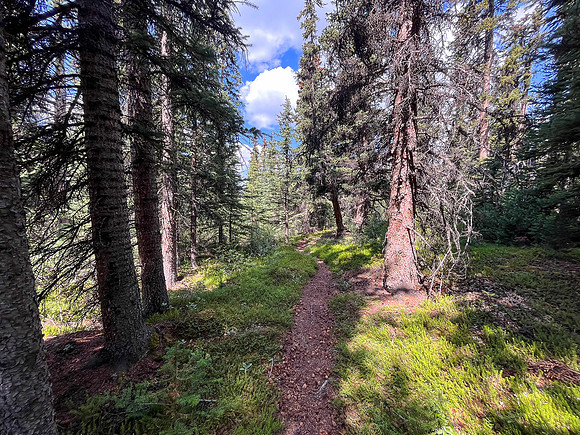 Hiking the north route from Wilcox Lake / Pass to Tangle Falls.