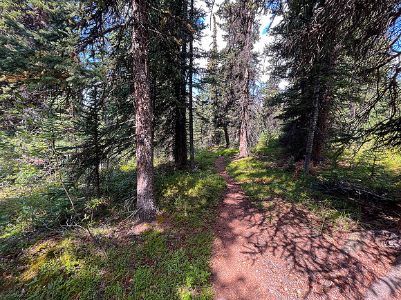 Hiking the north route from Wilcox Lake / Pass to Tangle Falls.