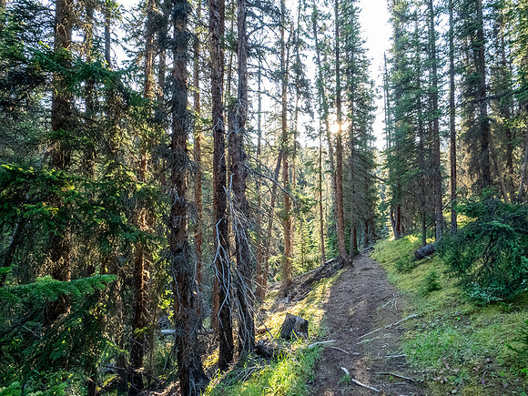 Hiking the north Wilcox Pass Trail from Tangle Falls.