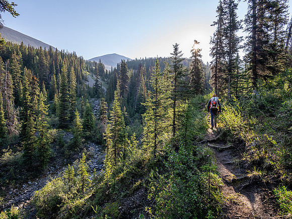 Hiking the north Wilcox Pass Trail from Tangle Falls.