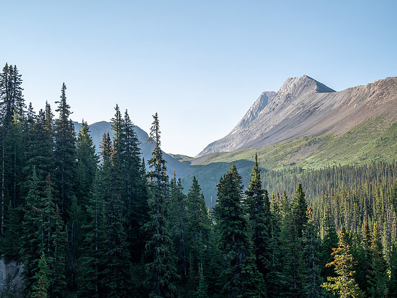 Hiking the north Wilcox Pass Trail from Tangle Falls.