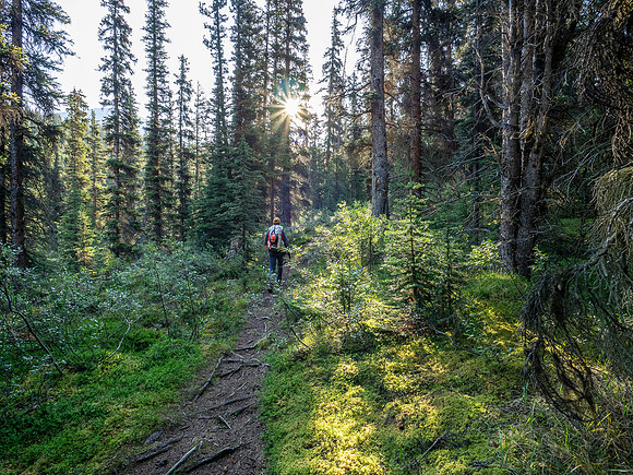 Hiking the north Wilcox Pass Trail from Tangle Falls.