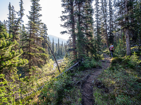 Hiking the north Wilcox Pass Trail from Tangle Falls.