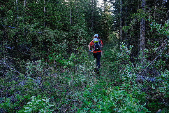 Phil hikes the old logging road.