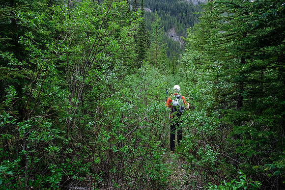 On the logging road to the bikes.