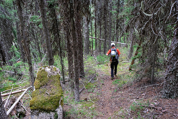 Back on the trail in the forest.