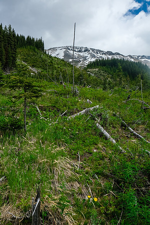 Traversing avalanche slopes back to find the trail in the forest.