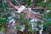 Remnants of a kill site.