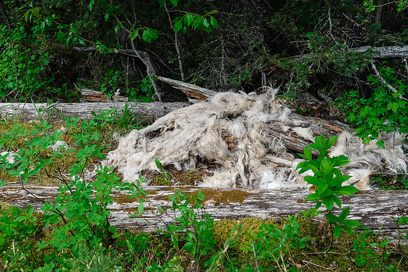 Remnants of a kill site.