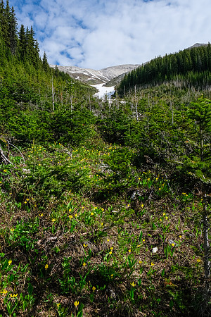 Steep avalanche gullies.