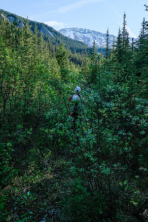 Phil hikes the old logging road.