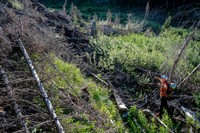 The old logging road ends at a huge avalanche path.