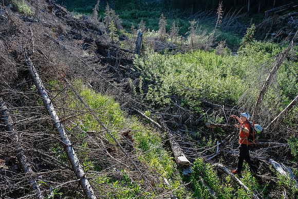 The old logging road ends at a huge avalanche path.