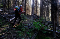 A trail in the forest above the old logging road.