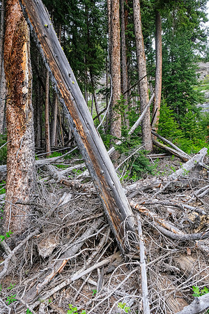 Traversing avalanche slopes back to find the trail in the forest.