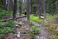 The trail to White Man Pass is a mix of good and downed trees.