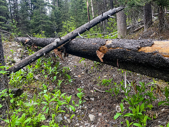 Descending the White Man Pass trail.