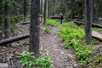 The trail to White Man Pass is a mix of good and downed trees.
