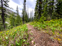 Descending the White Man Pass trail.