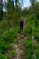 The trail to White Man Pass is a mix of good and downed trees.
