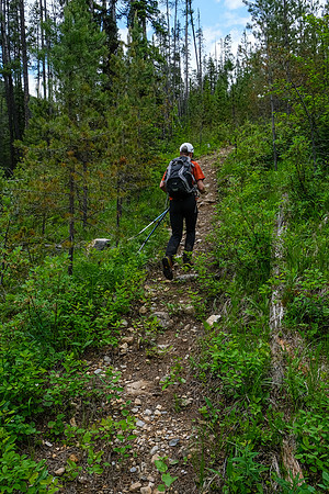 The trail to White Man Pass is a mix of good and downed trees.