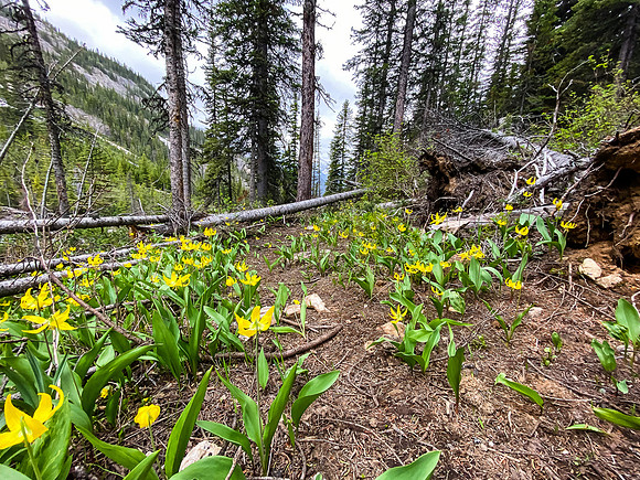Descending the White Man Pass trail.