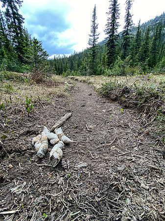 Wolves live here.