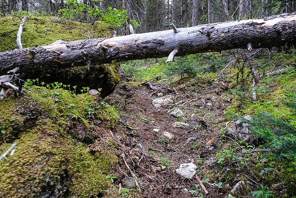 The trail to White Man Pass is a mix of good and downed trees.