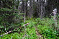The trail to White Man Pass is a mix of good and downed trees.