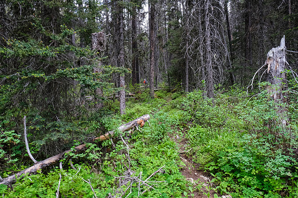 The trail to White Man Pass is a mix of good and downed trees.