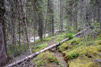 The trail to White Man Pass is a mix of good and downed trees.