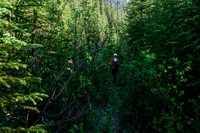 Phil hikes the old logging road.