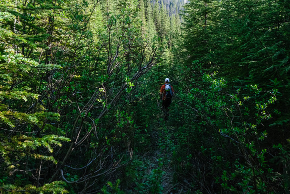 Phil hikes the old logging road.