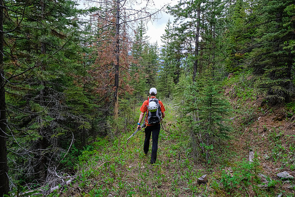 Back on the trail in the forest.