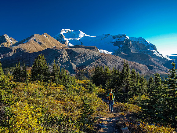 Descending the Wilcox Pass trail.