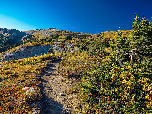 Descending the Wilcox Pass trail.