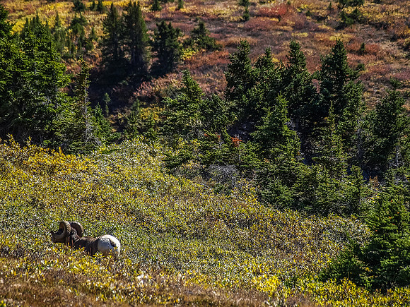 The Wilcox Pass area is known for it's Mountain Sheep.