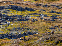 Two more, large rams lolling in the warm sunshine - exactly what we felt like doing!