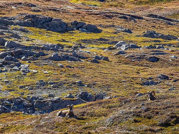 Two more, large rams lolling in the warm sunshine - exactly what we felt like doing!