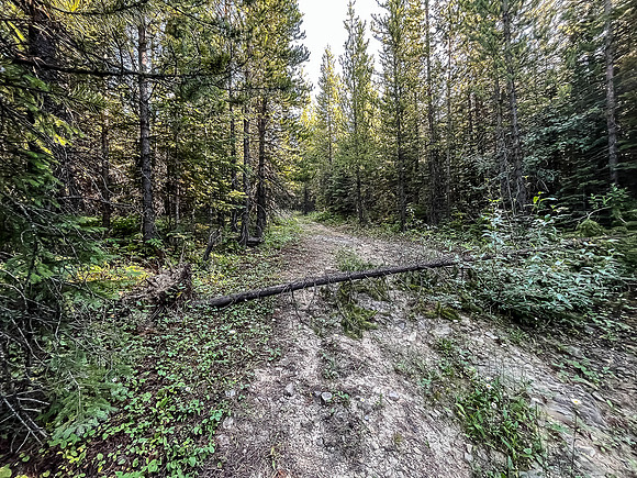 Biking up a series of logging roads along the lower SW flanks of Battleship.