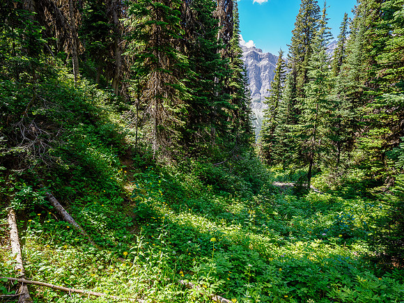 A faint trail in the forest at left.