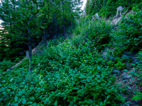 Hiking the overgrown logging road toward the boulder field.