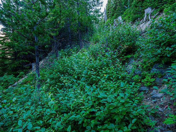 Hiking the overgrown logging road toward the boulder field.