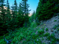 Hiking the overgrown logging road toward the boulder field.