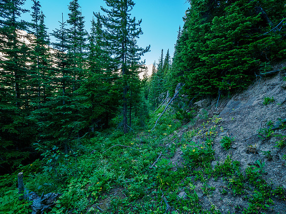 Hiking the overgrown logging road toward the boulder field.