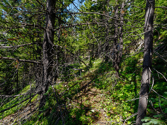 Following the overgrown road to my bike.